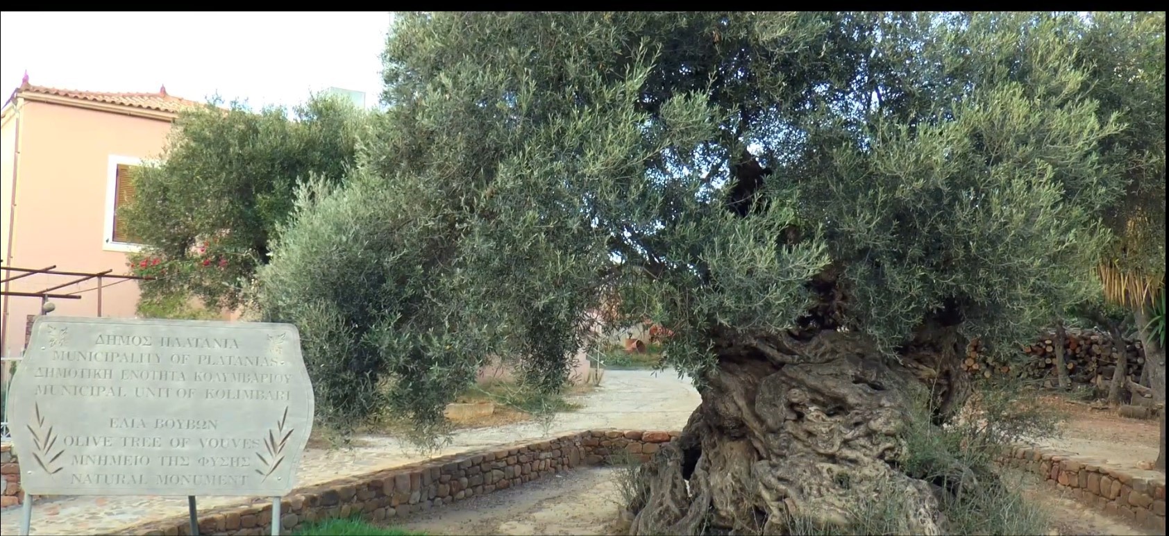 The Ancient Olive Tree